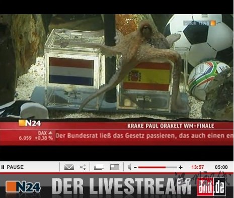 章魚帝預測西班牙勝荷蘭奪冠季軍戰德國勝烏拉圭