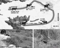 水牛發(fā)飆跑出牛棚 特警連開10多槍擊斃“驚牛”