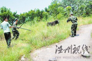 公牛進居民區連傷7人被狙擊手擊斃(組圖)