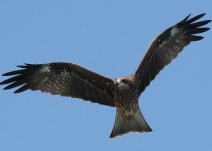 攝影作品：鷹也有溫柔 基隆港的鷹