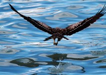 鳶鷹凌波-鷹捕魚的動作是失傳已久的“凌波微步”？