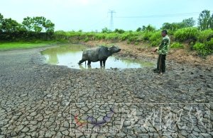 25日，武漢市黃陂區姜店村一個池塘干涸開裂。