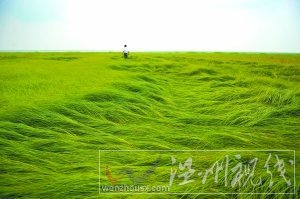 25日，江西省新建縣南磯鄉紅衛村1萬畝鄱陽湖水域干涸，湖草長到一尺多高，如同身處大草原。