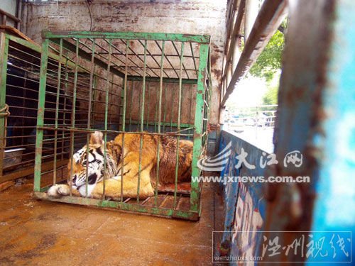 傷人老虎被裝運上車。