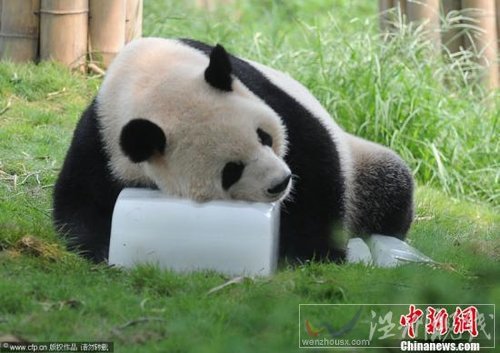 2011年8月17日，成都市大熊貓繁育研究基地，大熊貓趴在冰塊上享受清涼。成都市連續炎熱天氣，工作人員采取冰塊、清水、空調等多種措施給動物消暑降溫。CFP視覺中國