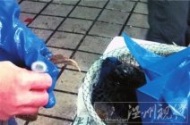 陽澄湖大閘蟹造假 普通蟹套上防偽戒指變陽澄湖大閘