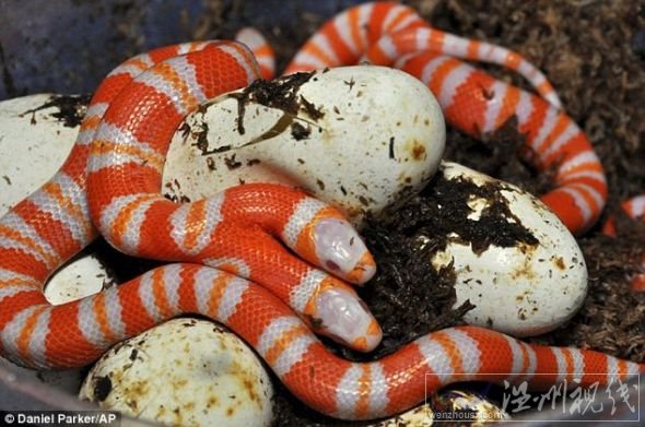 雙頭白化蛇圖片 雙頭白化蛇圖片