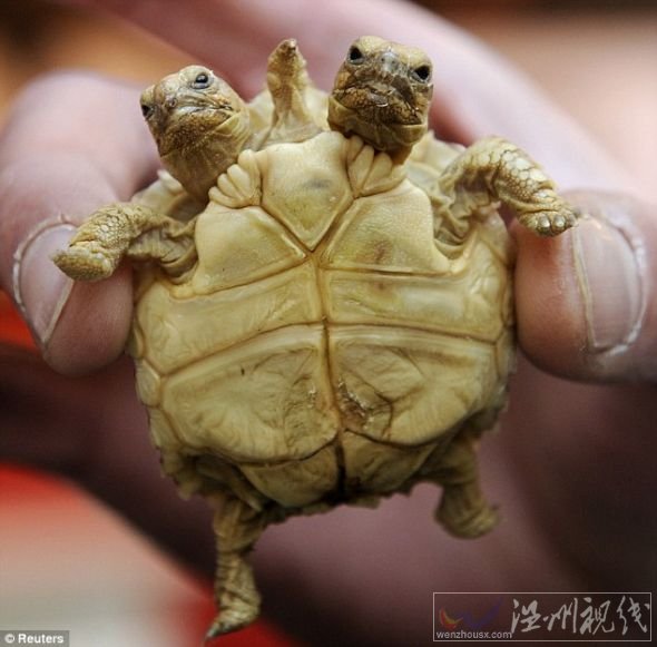 這是在斯洛伐克出生的一只非洲盾臂龜,它現在7周大,左邊的腦袋叫馬德佳,右邊的腦袋叫倫卡 這是在斯洛伐克出生的一只非洲盾臂龜,它現在7周大,左邊的腦袋叫馬德佳,右邊的腦袋叫倫卡