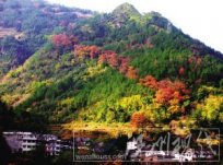 溫州文成紅楓古道 溫