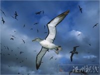 氣候變暖風速加快 御風而行使信天翁繁殖力增加