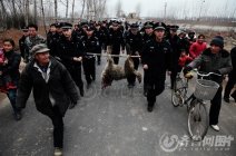 棗莊大灰狼咬死人的野狼被擊斃 目擊者辨認(rèn)正是咬死