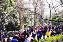 武漢氣溫回升難得晴朗好天氣 武漢大學賞櫻本周將迎