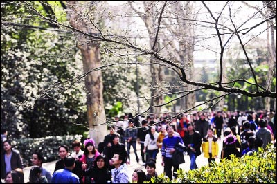 武漢氣溫回升或將入春 本周末迎&ldquo;櫻花大考&rdquo;