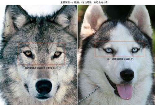 網友調侃山東&ldquo;打狼&rdquo; 稱境內哈士奇休假式治療