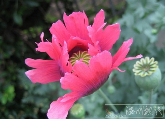 吸毒被抓會被判幾年 吸毒是不是犯罪