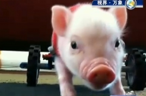 美國輪椅小豬
