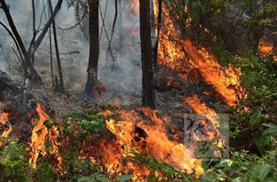 溫嶺森林火災(zāi) 昨天浙江溫嶺城南鎮(zhèn)和城東街道山上發(fā)