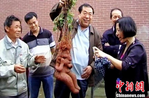 人形何首烏圖片