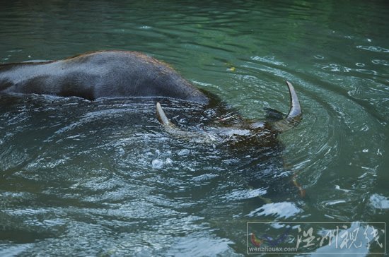 浙江納涼處在楠溪江