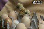 天氣太熱 市民家中烏雞雞蛋孵出了小雞仔