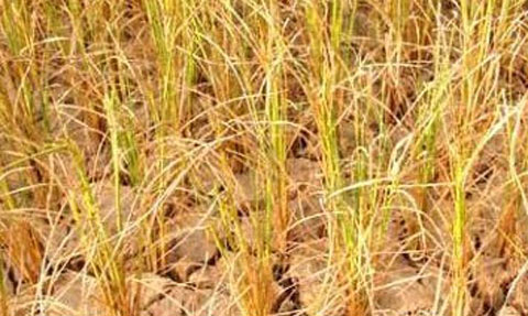 湖南立秋高溫再次升級 今天下午局地有40℃以上高溫