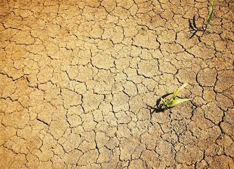 湖北持續高溫少雨旱情加劇 立秋最高溫達42.2℃