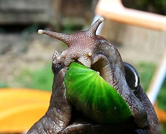 非洲大蝸牛樣子真惡心