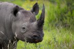 犀牛9個月內被獵殺704只 南非犀牛離滅絕不遠了