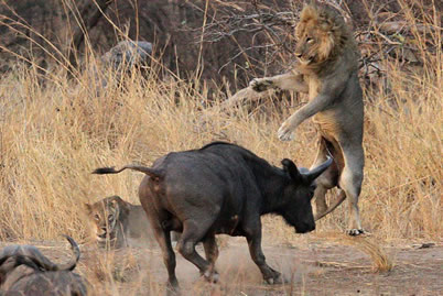 水牛和獅子誰厲害 獅子與水牛大對決結果水牛頂飛獅