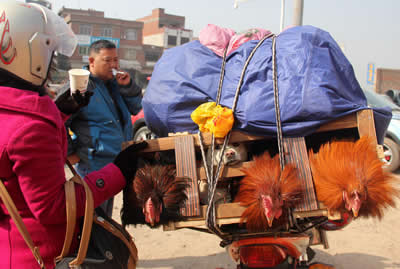 摩托大軍回家過年 2014年鐵騎大軍廣西梧州有人帶雞