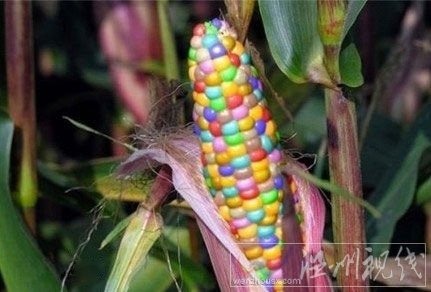 什么叫轉基因食品