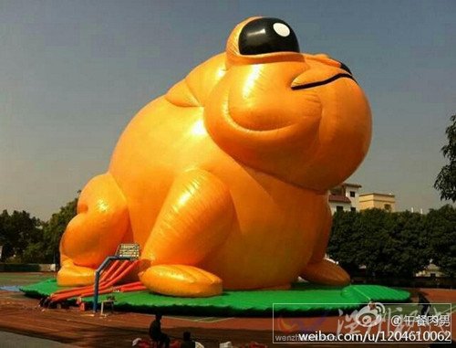 廣東中山驚現(xiàn)大黃蛙
