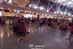 鄭州機(jī)場(chǎng)被砸 大雪天氣影響鄭州機(jī)場(chǎng)關(guān)閉問(wèn)詢(xún)處乘客