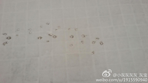 河北看雪啦，馬年正月初五河北多地迎來馬年初雪邯鄲暴雪。