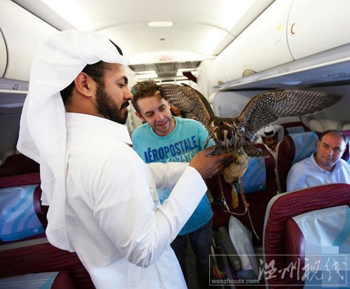 土豪給鷹買機(jī)票