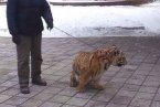 飼養員公園遛老虎 幼虎后腿殘疾需要鍛煉