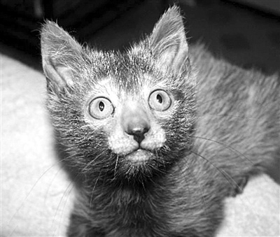 無毛貓和黑色短毛貓交配 生下面部無毛貓