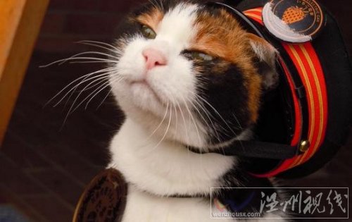 日本一火車站站長是一只貓 貓站長馬上就要15歲了