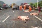 沈海高速車禍人沒受傷豬被撞死了 高速公路上跑豬被