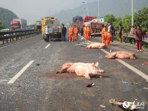 沈海高速車禍人沒(méi)受傷豬被撞死了