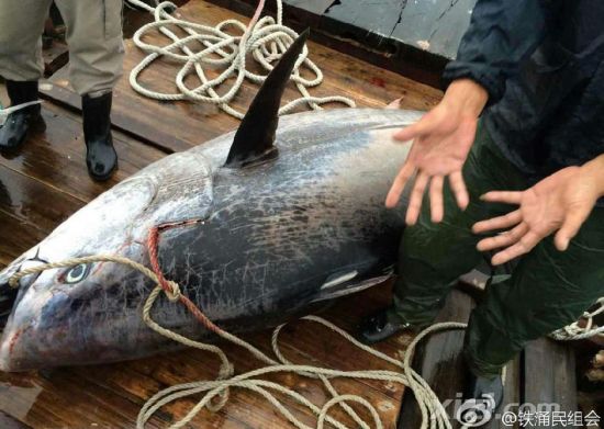 廣東漁民捕獲680斤藍鰭金槍魚