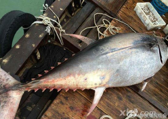 廣東漁民捕獲680斤藍鰭金槍魚