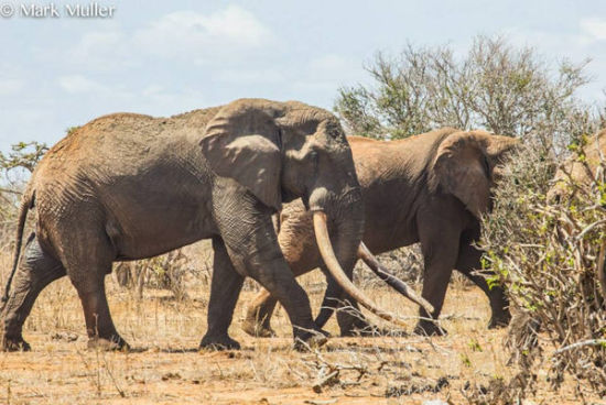 世界最巨型大象慘死