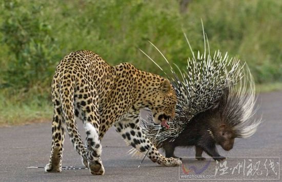 獵豹欲捕食豪豬反被刺傷