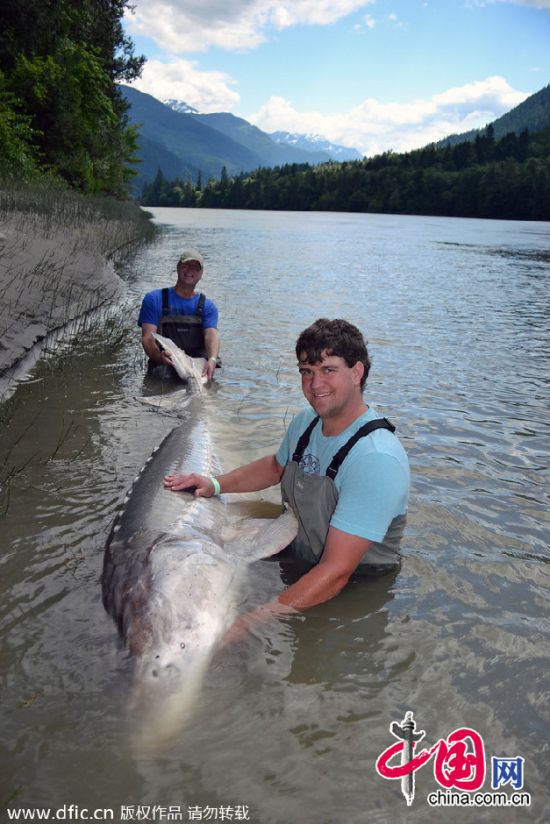 美國(guó)父子捕獲一條900磅白鱘魚測(cè)量后放生