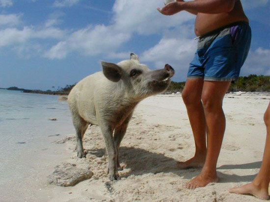 游泳豬躥紅網絡 加勒比有會游泳的豬