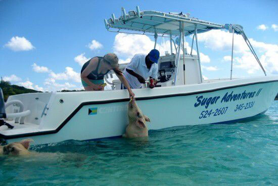 游泳豬躥紅網絡 加勒比有會游泳的豬