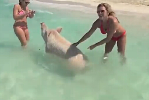 游泳豬躥紅網絡 加勒比有會游泳的豬