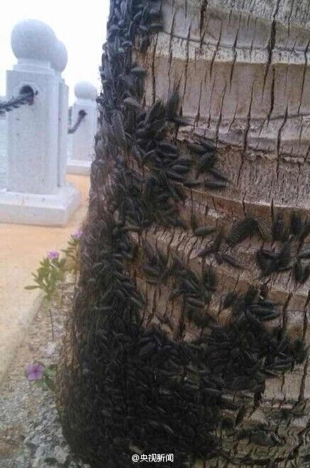 廣東海邊海蟑螂圖片