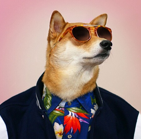 蕭亞軒曬柯震東收養狗狗